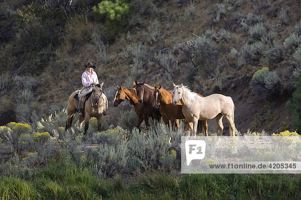 Cowgirl mit Pferden  Oregon  USA