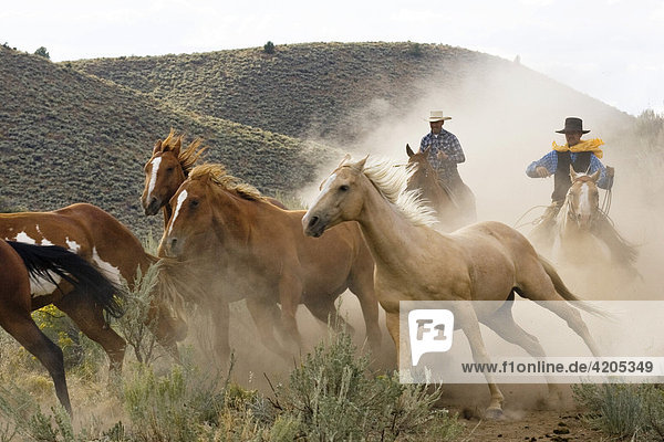 Cowboys working with horses  Oregon  USA