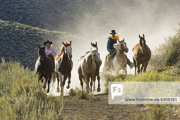 Cowgirl and cowboy riding  Oregon  USA