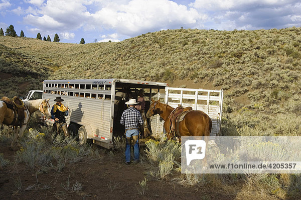 Cowgirl and cowboys loading horses  wildwest  Oregon  USA