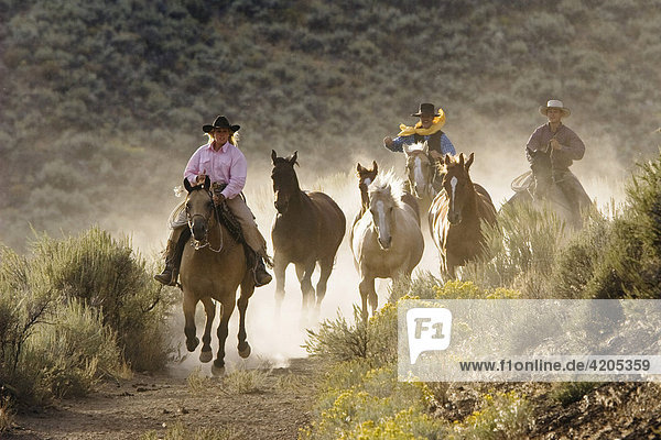 Cowgirl und Cowboys mit Pferden reiten  Oregon  USA