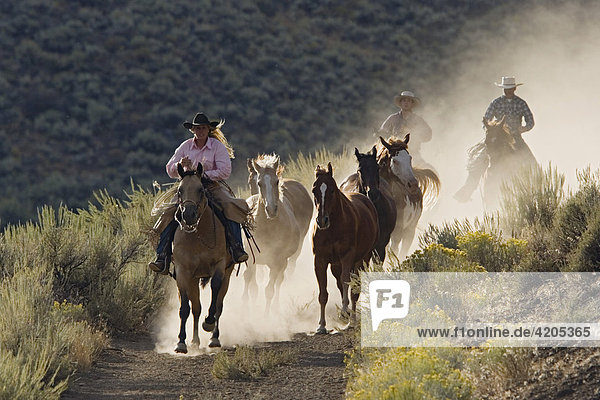 Cowgirl und Cowboys mit Pferden reiten  Oregon  USA