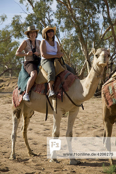 Kamelsafari  Alice Springs  Northern Territory  Australien