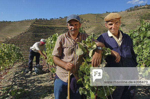 Winegrowing in the Vale Mendiz  grape pickers during grape harvest  Pinhao  Douro Region  North Portugal  Europe