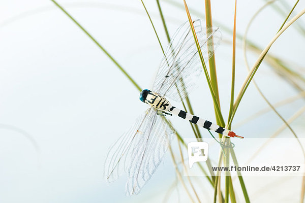 Künstliche Libelle auf hohem Gras