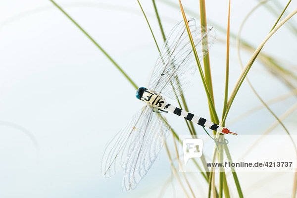 Artificial dragonfly on tall grass