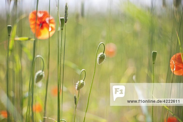 Blumen auf der Wiese