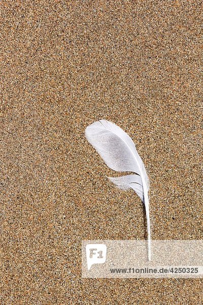 feather on sandy beach  Sutherland  Scotland