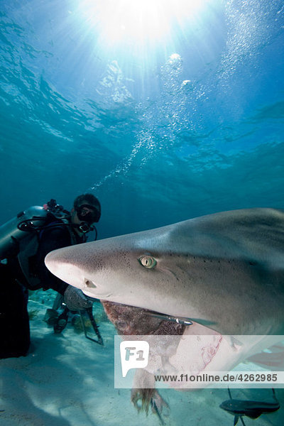 Diver feeds Lemon Shark