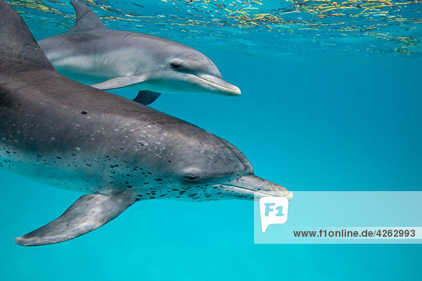 Atlantic Spotted Dolphin.
