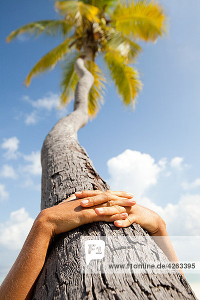 Hands together on palm tree  Maadaugalla Island  North Huvadhu Atoll  Maldives