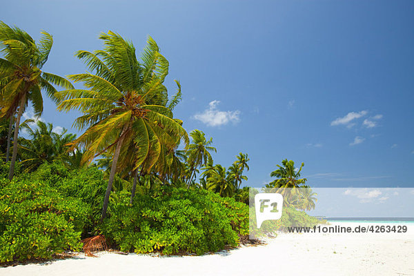 Baughagello Insel  Süd Huvadu Atoll  Malediven