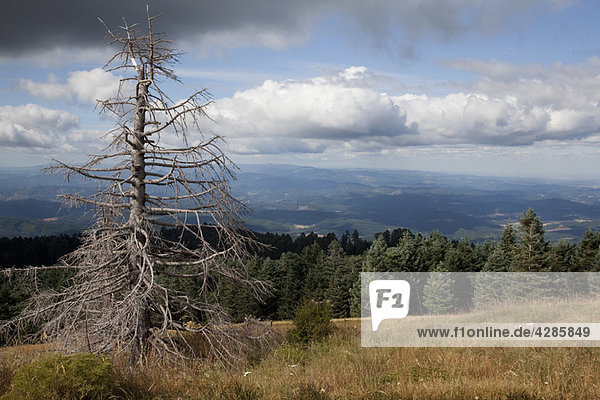 Toter Baum auf einem Hügel in epischer Landschaft