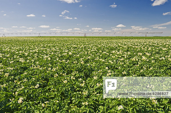 Mid-Growth  blühende Kartoffelfeld mit Center Pivot Bewässerung-System im Hintergrund  in der Nähe von Somerset  Manitoba