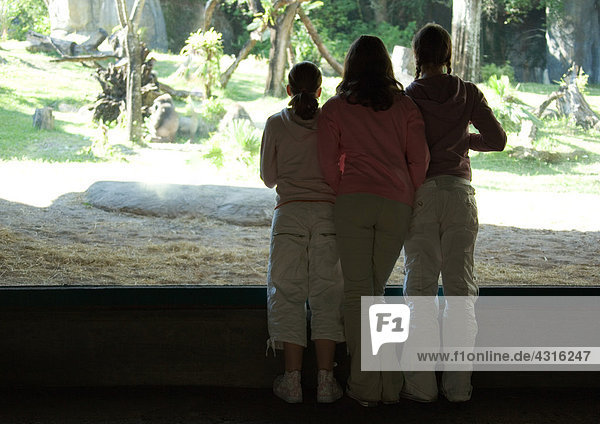 Drei Mädchen schauen durchs Fenster im Zoo