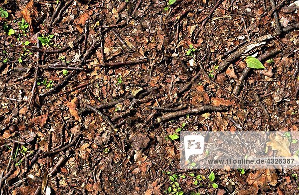 Stöcke und Blätter auf dem Boden  Nahaufnahme  Vollbild