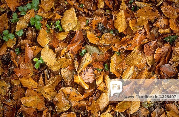 Getrocknete Blätter auf dem Boden  Vollrahmen