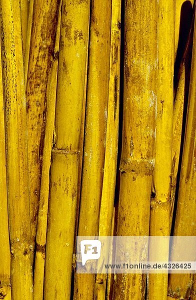Bambus  extreme Nahaufnahme  Vollbild