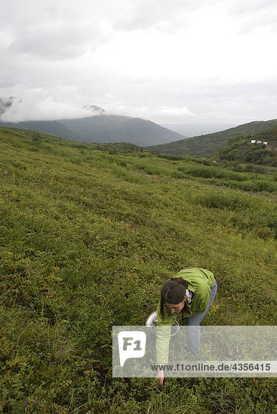 A woman picking Blueberries in Arctic Valley near Anchorage. Summer in Southcentral Alaska.