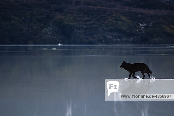 Wasser Wolf Canis lupus See Eis hoch oben Süden schmelzen Trabrennen Mendenhall-Gletscher Alaska