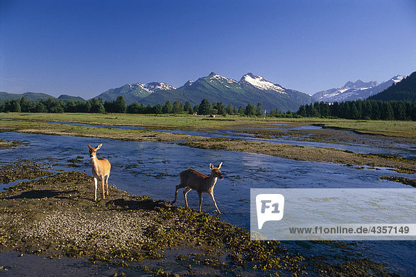 Sitka black-tail deer in Mendenhall wetlands Tongass National Forest Southeast Alaska Summer