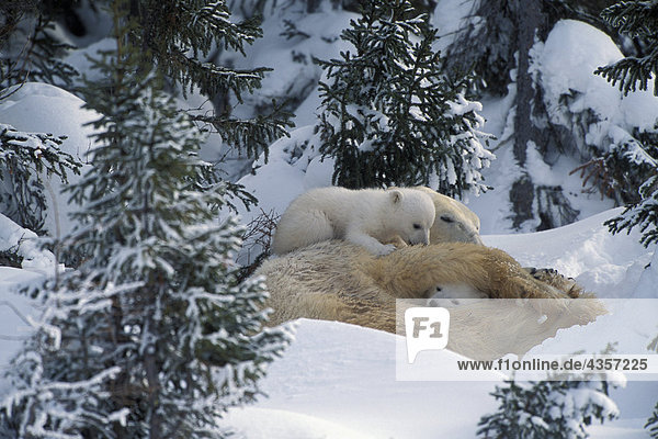 Cubs Cuddling Together in Forest Churchill Canada Spring