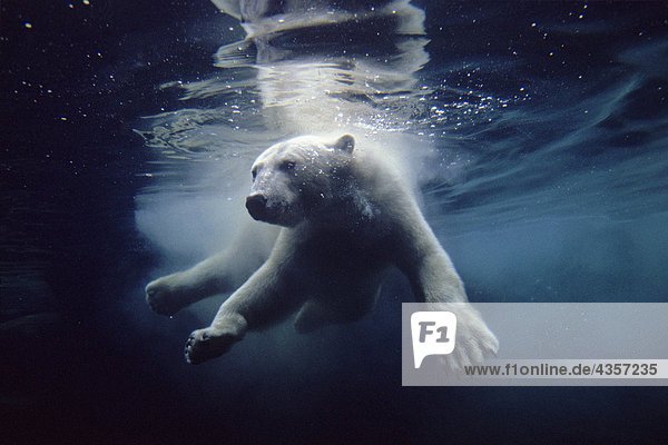 Eisbär Ursus maritimus Unterwasseraufnahme Zoo Zoologischer Garten Zoologische Gärten Kalifornien