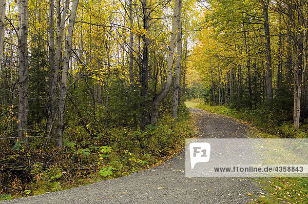 Path through forest in autumn Chugach State Park Southcentral Alaska