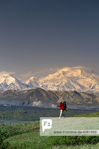 Man Hiking on Tundra w/ Mt McKinley in the background  Denali National Park  Interior Alaska  Summer