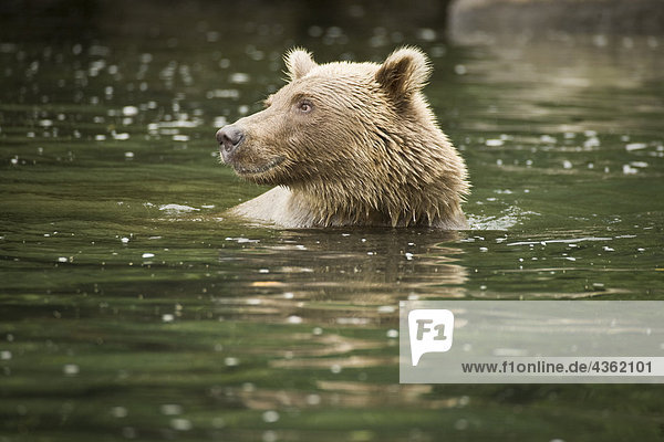 Schwimmen im Big River Seen im Sommer in South Central Alaska Braunbär