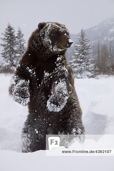 CAPTIVE: Grizzly steht auf Hinterpfoten im Winter am Alaska Wildlife Conservation Center in South Central Alaska