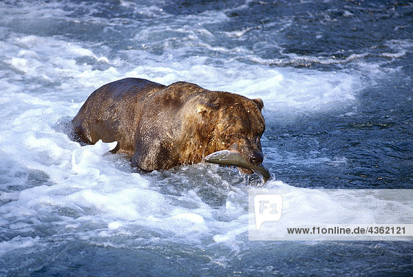 Grizzly mit Lachs im Südwesten Alaskas River
