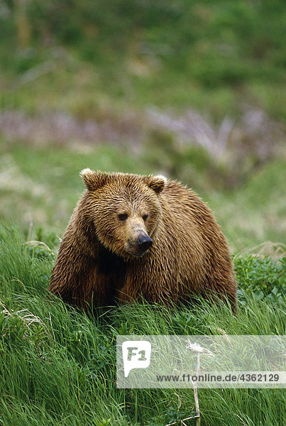 Brauner Bär im Gras Südwesten Alaska Sommer