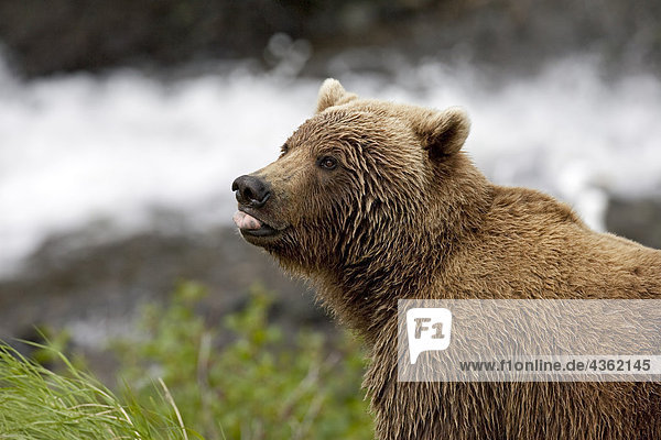 Porträt von einem Erwachsenen Braunbär Festhalten seiner Zunge heraus  McNeil River State Game Sanctuary  Südwesten Alaskas  Sommer