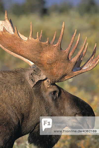Porträt von Bull Moose Denali Nationalpark Alaska Fall Interior