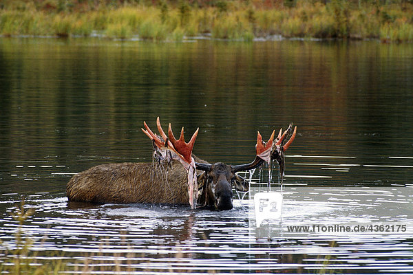 Bull Moose mit Velvet in Teich Denali NP Int AK