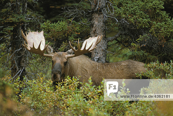 Bull fallen Elch in Denali Nationalpark Interior AK
