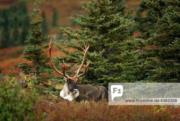 Adult Caribou fallen Inland Alaska