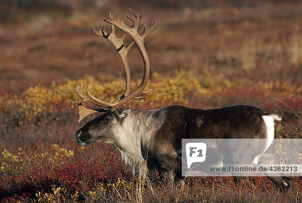 Adult Caribou fallen Inland Alaska