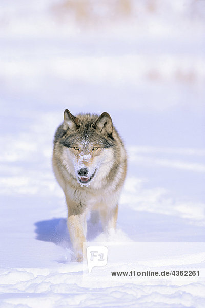 CAPTIVE Wolf Wandern im Schnee Winter
