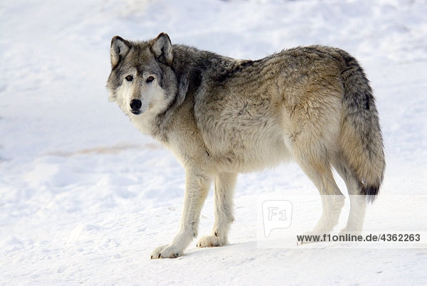 Grauwolf Canis lupus pambasileus stehend Winter Gefangenschaft Schnee