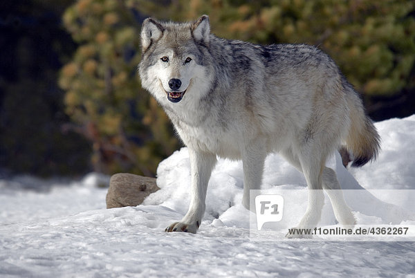 Grauwolf Canis lupus pambasileus Gefangenschaft