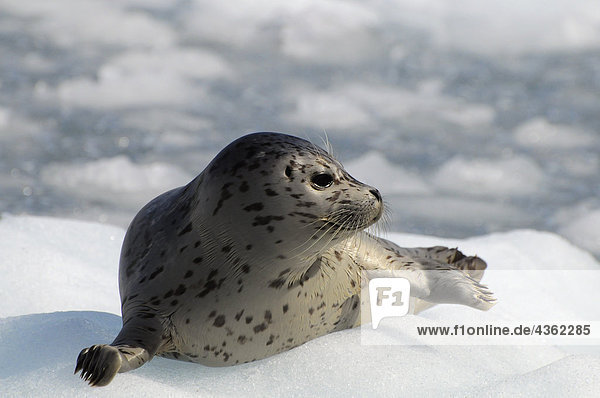 Harbor Seal liegend auf Eisberg im Prince William Sound  Alaska