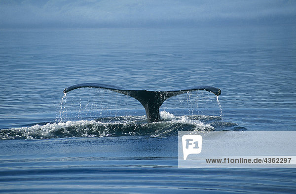 Humpback Whale's Tail südöstlichen Alaska