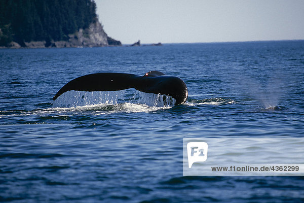 Humpback Wale schwimmen auf Oberfläche Kodiak-Archipel AK SW Sommer Afognak ist