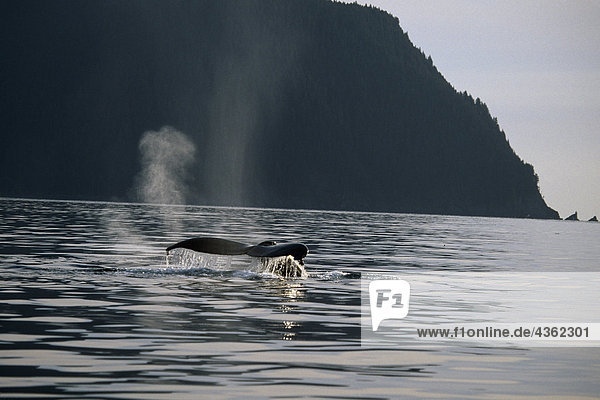Buckelwal schwimmen auf Oberfläche Kodiak-Archipels AK SW Sommer Afognak ist