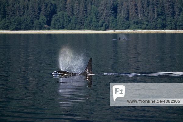 Orca-Wale schwimmen südöstlichen Alaska