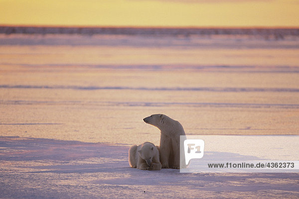 Paar von Eisbären Cape Churchill Kanada