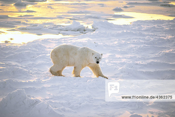 Eisbär auf Pack Eis Cape Churchill Kanada