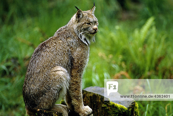 Lynx sitzen auf Rock Sommer